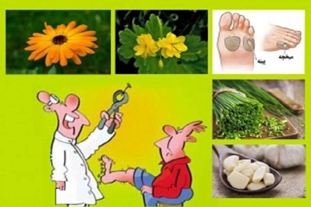 استفاده از گیاهان برای درمان پینه و میخچه