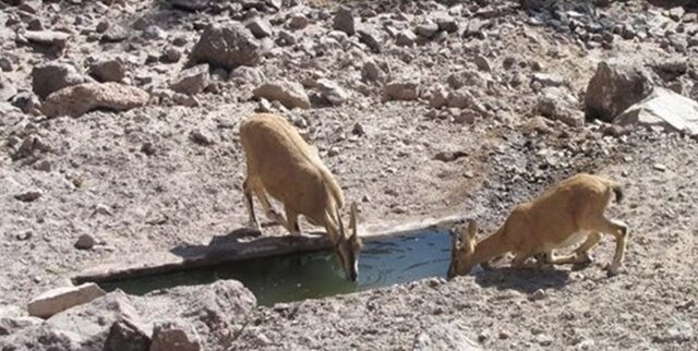 تامین آب حیات وحش از منابع زیرزمینی با ۲۲ تلمبه بادی تامین آب حیات وحش از منابع زیرزمینی با ۲۲ تلمبه بادی