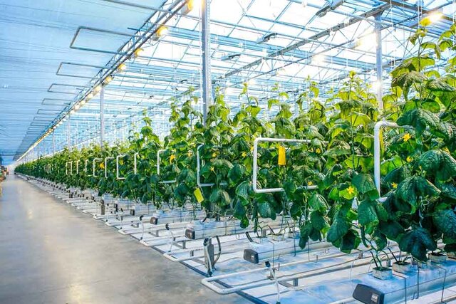عکس تزئینی است بازدید تیم ارزیاب برنامه ملی توسعه شهرکهای گلخانهای از واحد فناورانه کشت آکواپونیک