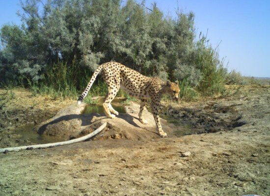 افزایش جمعیت یوزپلنگهای ایرانی/ لزوم نصب «قلاده ماهوارهای» برای حفاظت بهتر