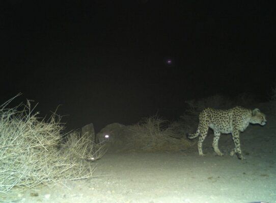افزایش جمعیت یوزپلنگهای ایرانی/ لزوم نصب «قلاده ماهوارهای» برای حفاظت بهتر