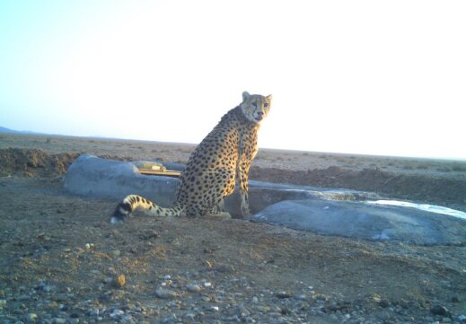 افزایش جمعیت یوزپلنگهای ایرانی/ لزوم نصب «قلاده ماهوارهای» برای حفاظت بهتر