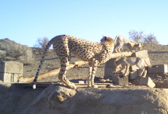 افزایش جمعیت یوزپلنگهای ایرانی/ لزوم نصب «قلاده ماهوارهای» برای حفاظت بهتر