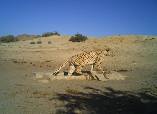 افزایش جمعیت یوزپلنگهای ایرانی/ لزوم نصب «قلاده ماهوارهای» برای حفاظت بهتر
