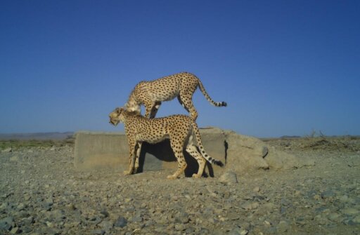 افزایش جمعیت یوزپلنگهای ایرانی/ لزوم نصب «قلاده ماهوارهای» برای حفاظت بهتر