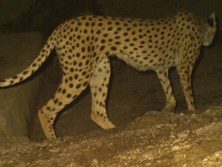 افزایش جمعیت یوزپلنگهای ایرانی/ لزوم نصب «قلاده ماهوارهای» برای حفاظت بهتر