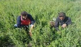 آغاز برداشت مرحله دوم حنا در جنوب کرمان/نبود صنایع فرآوری، چالش اصلی کشاورزان