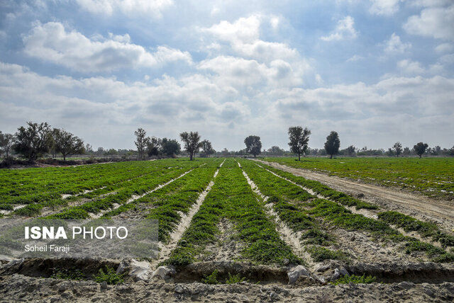 "نان" هم به اندازه "آب" مهم است/ دولت استان های کویری را ویژه تر ببیند