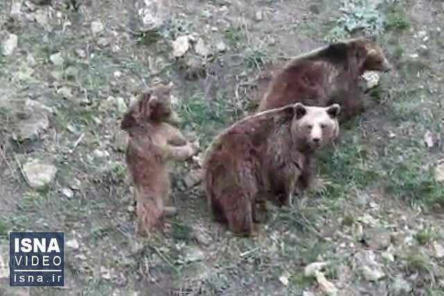 ویدیو/ گردش خرس مادر و تولهها در علفزار ویدیو/ گردش خرس مادر و تولهها در علفزار