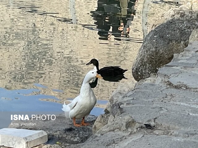 کیو، نگین زمردین شهر خرمآباد