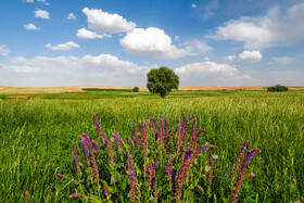 همه فصول سال را می‌توان برای سفر به کردستان انتخاب کرد اما فصل بهار سبزترین فصل کردستان است.