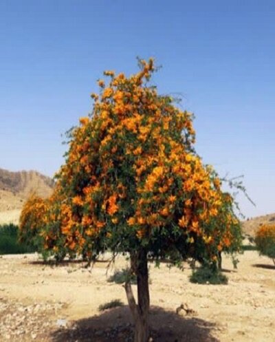 تکثیر درخت انارشیطان برای اولین بار در جنوب کرمان تکثیر درخت انارشیطان برای اولین بار در جنوب کرمان