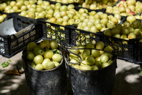 از کاهش قیمت میوه در قزوین تا استقبال از کالابرگ الکترونیکی