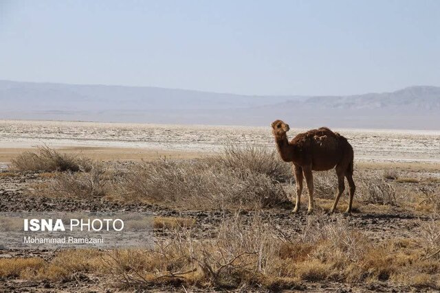 این تالاب روزهای خوشی را سپری نمیکند / برنامه و اعتبارات هم پاسخگوی خشکی تالاب نیست