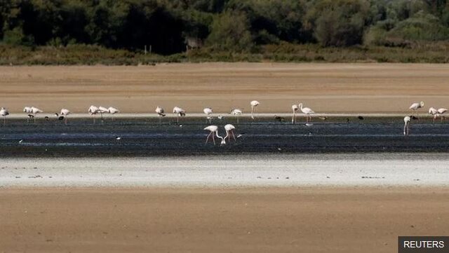 عکس: رویترز خشکسالی در اسپانیا فلامینگوها را وادار به مهاجرت کرد