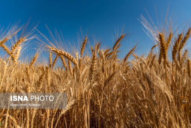 خرید گندم از مرز ۱۰ میلیون تن گذشت