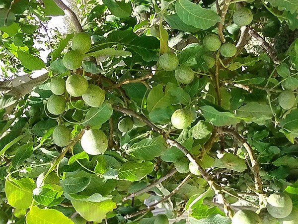 جامع‌ترین راهنمای خرید نهال گردو در بهار 1402