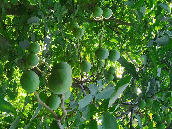 جامعترین راهنمای خرید نهال گردو در بهار 1402