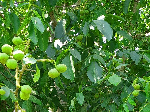 جامع‌ترین راهنمای خرید نهال گردو در بهار 1402