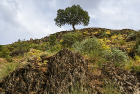 تنوع چهار فصل روستای دولاب بسیار زیبا و جالب توجه است.
امروزه این روستا، به عنوان یکی از روستاهای دارای تنوع چهار فصل در شهرستان سنندج در استان کردستان معرفی می‌شود.