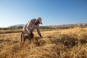 بیش از ۹ میلیون و۸۰۰ هزارتن گندم خریداری شد