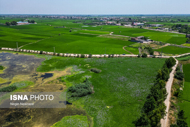 «شیطان آبی» سوزانده و دفن میشود