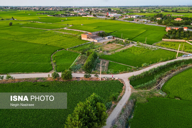 افزایش رویش «شیطان آبی» در آببندان بابل