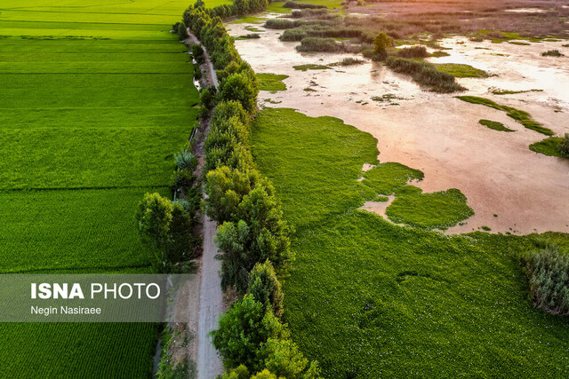 آب منطقهای مازندران اقدام به امحاء سنبل آبی آببندان بابل کرده است