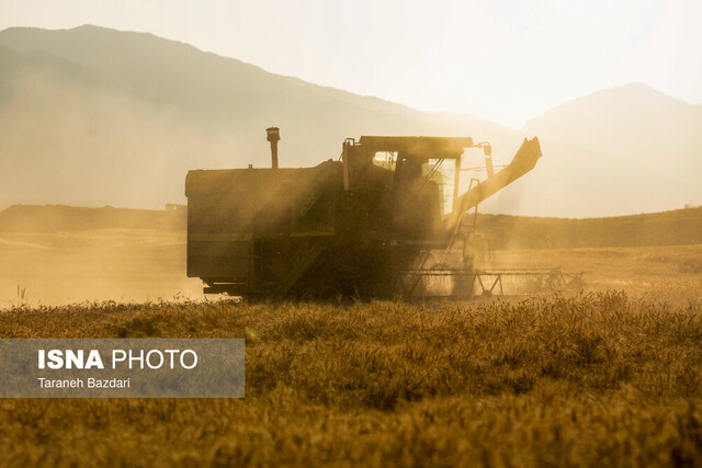 موافقت با کشت قراردادی گندم در اراضی دیم/ گندم کاران بسته تشویقی میگیرند