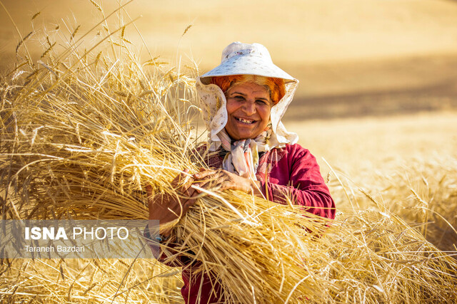 خرید تضمینی بیش از ۴۰۰ هزار تن گندم در لرستان