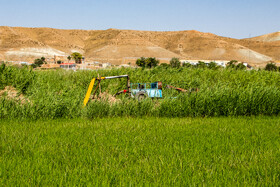 کشت برنج در حاشیه رودخانه قزل اوزن