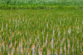 کشت برنج در حاشیه رودخانه قزل اوزن
