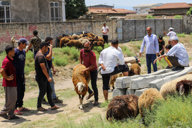 حال و هوای بندرترکمن در آستانه عید قربان