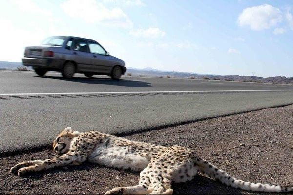 تصادفات جاده ای بلای جان حیات وحش در استان کردستان