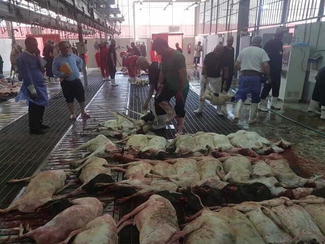 اعلام جزئیات و هزینه قربانی حج