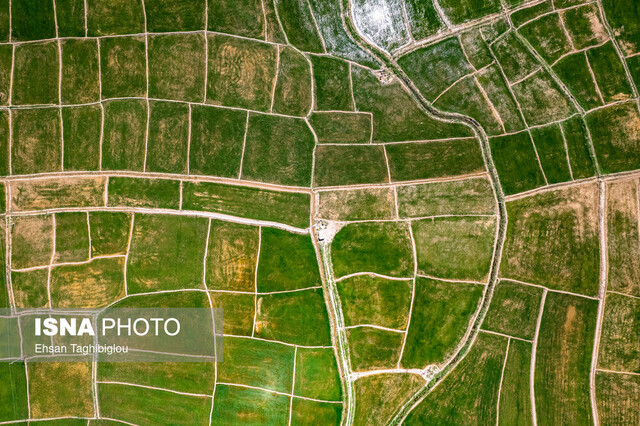 کشت برنج در شهرستانهای شرقی کرمانشاه باید به صفر برسد کشت برنج در شهرستانهای شرقی کرمانشاه باید به صفر برسد