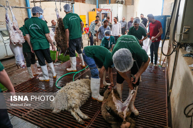 عکس خبر تزئینی است قربانی کردن ۲۳۰ راس گوسفند طی دهه امامت و ولایت در کهگیلویه و بویراحمد