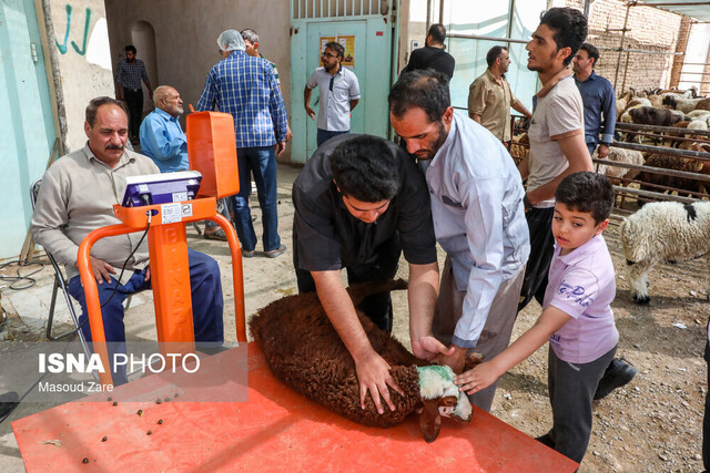 ساعت فعالیت مراکز عرضه بهداشتی دام برای عید قربان اعلام شد