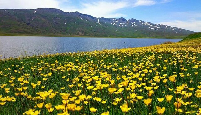 حذف واسطهها، اقدامی برای کاهش قیمت محصولات آبزی