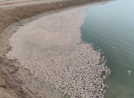 سایه یک بیماری نوظهور بر سر پرورش دهندگان میگو در بوشهر