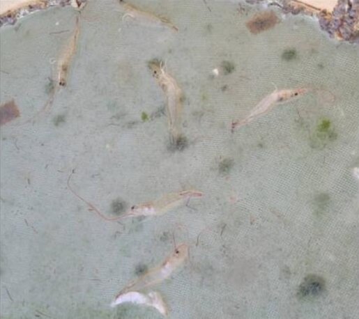 سایه یک بیماری نوظهور بر سر پرورش دهندگان میگو در بوشهر