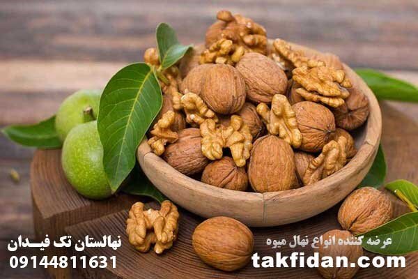 معرفی پنج نهال گردو برتر و تجاری