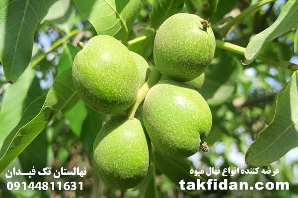 معرفی پنج نهال گردو برتر و تجاری