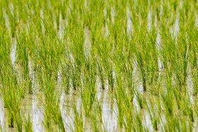 کشت ۳۰ هکتار برنج در اراضی کشاورزی شهرستان فنوج