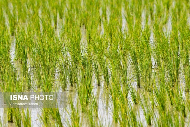 عکس از آرشیو احیای مزرعه کشاورزی دانشگاه آزاد اهواز پس از ۱۰ سال