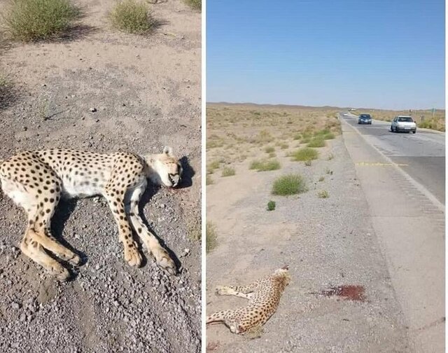 ورود دستگاه قضائی به موضوع حوادث منجر به تلف شدن یوز آسیایی در میامی