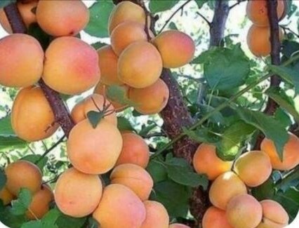 هسته زردآلو را نخورید! هسته زردآلو را نخورید!