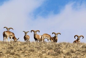 سرشماری پاییزه "پستانداران" کرمانشاه از ۲۵ آبان آغاز می‌شود