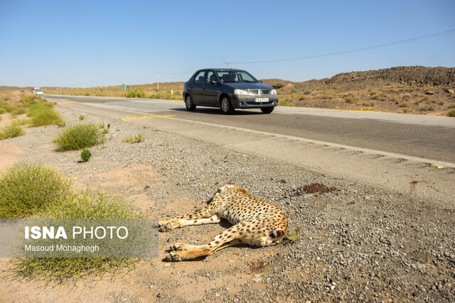 ایمنسازی جاده مرگ برای حفظ جان یوزپلنگ آسیایی