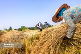 برنج مازاد کشاورزان از امروز خریداری می‌شود
